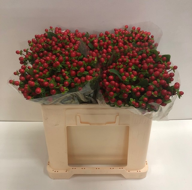 Hypericum tomato flair.jpg